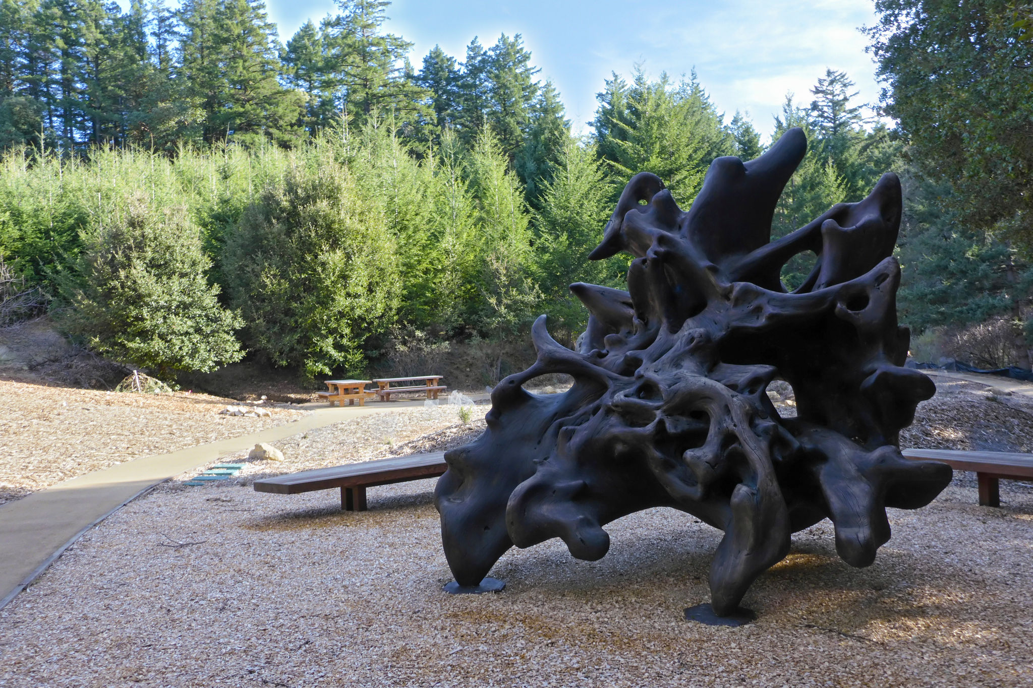 UPROOTED-a-Redwood-Root-Burl-Sculpture-by-Sebastopol-Artist-Bruce-Johnson.jpg