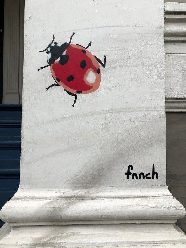 ladybug.jpg