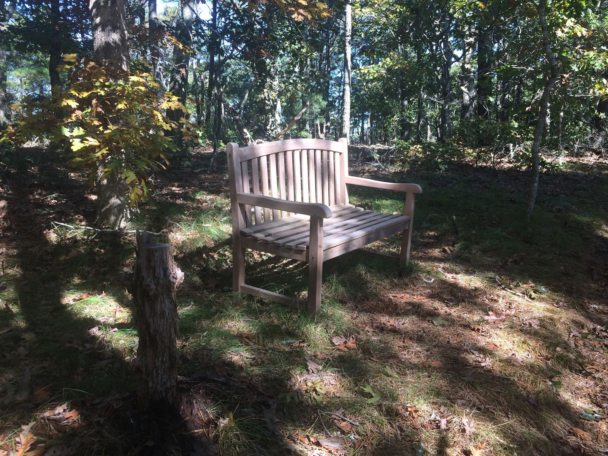 bench white trail