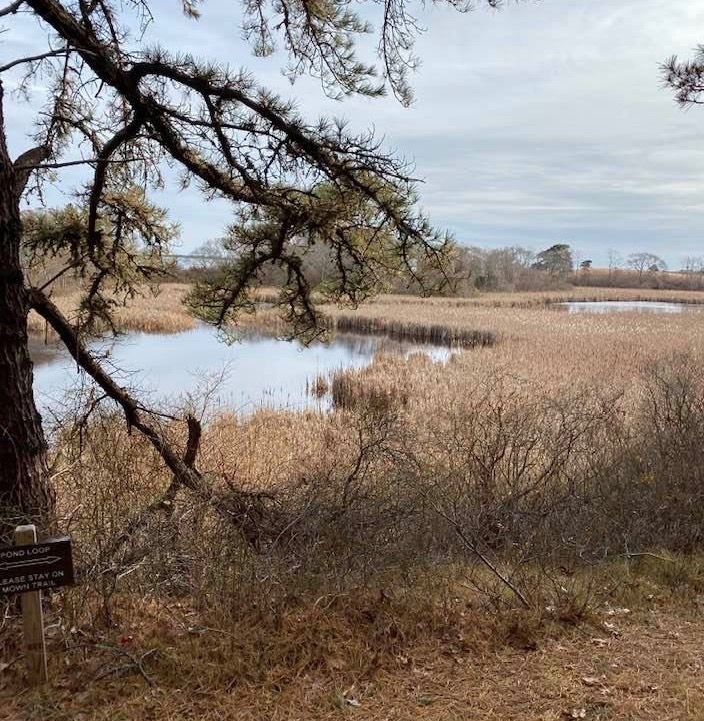 Pond in fall