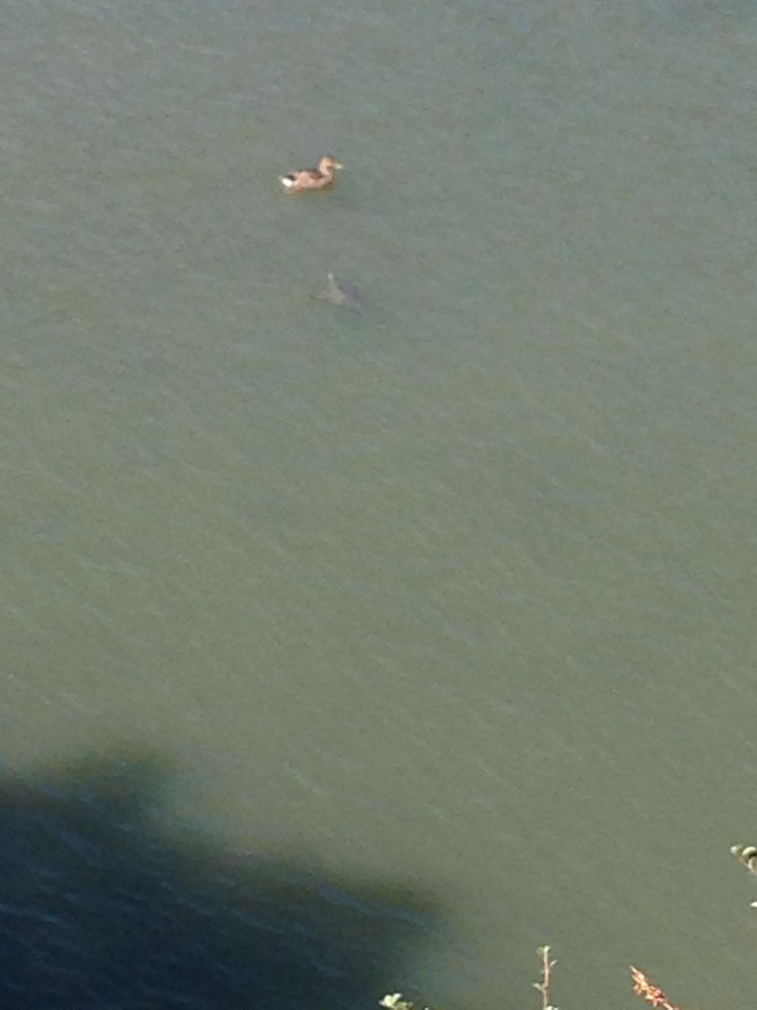 Looking down from the Tony Look Trail into Stevens Creek Reservoir, a duck swims by in front of a turtle