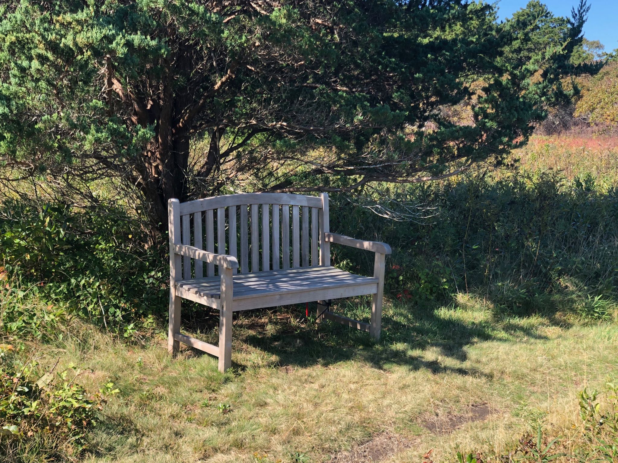 bench at Huckleberry Barrens