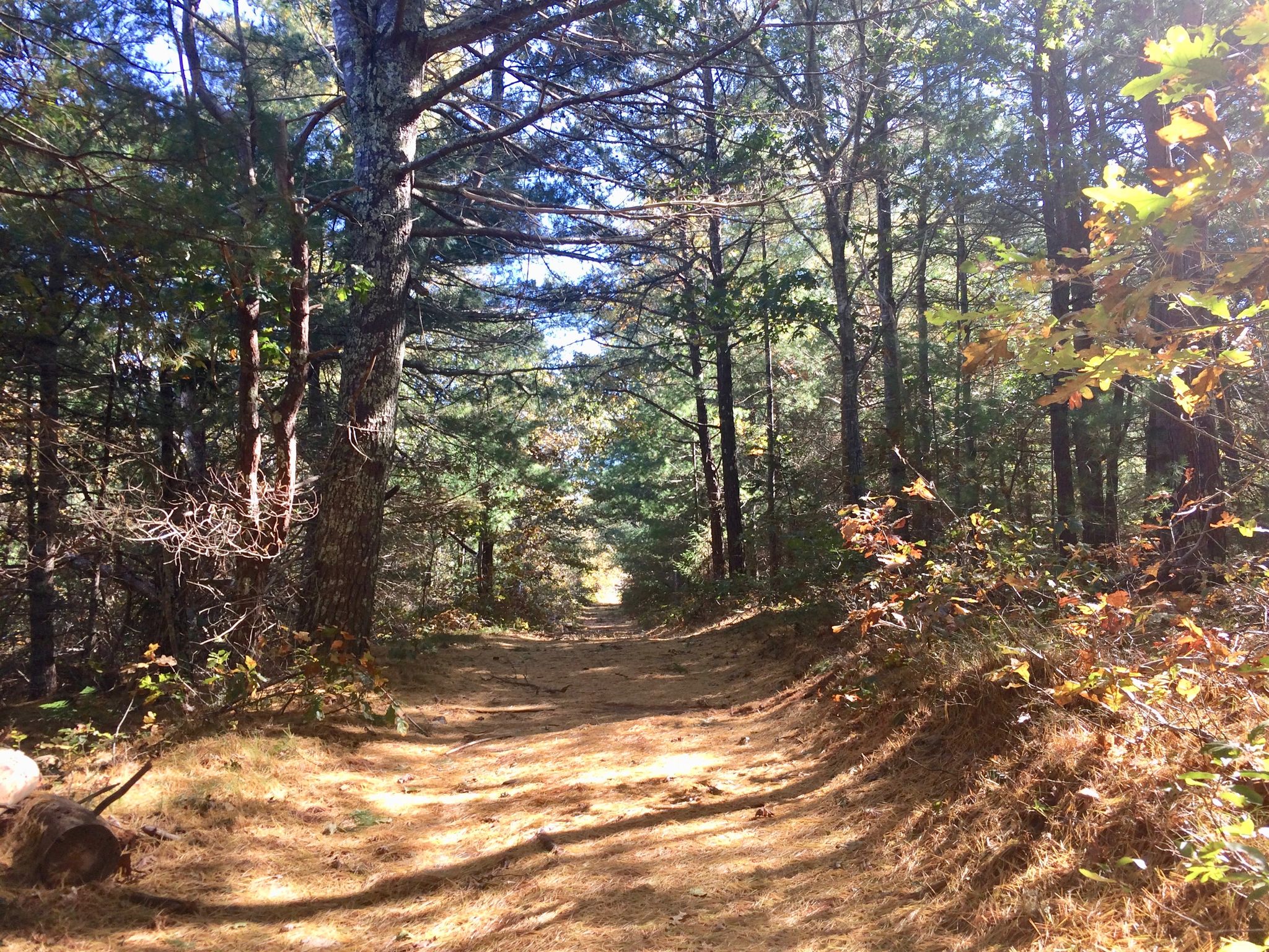 Fire Trail 9 in fall