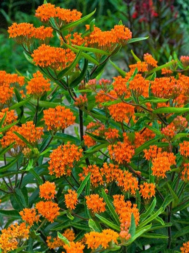 butterfly weed