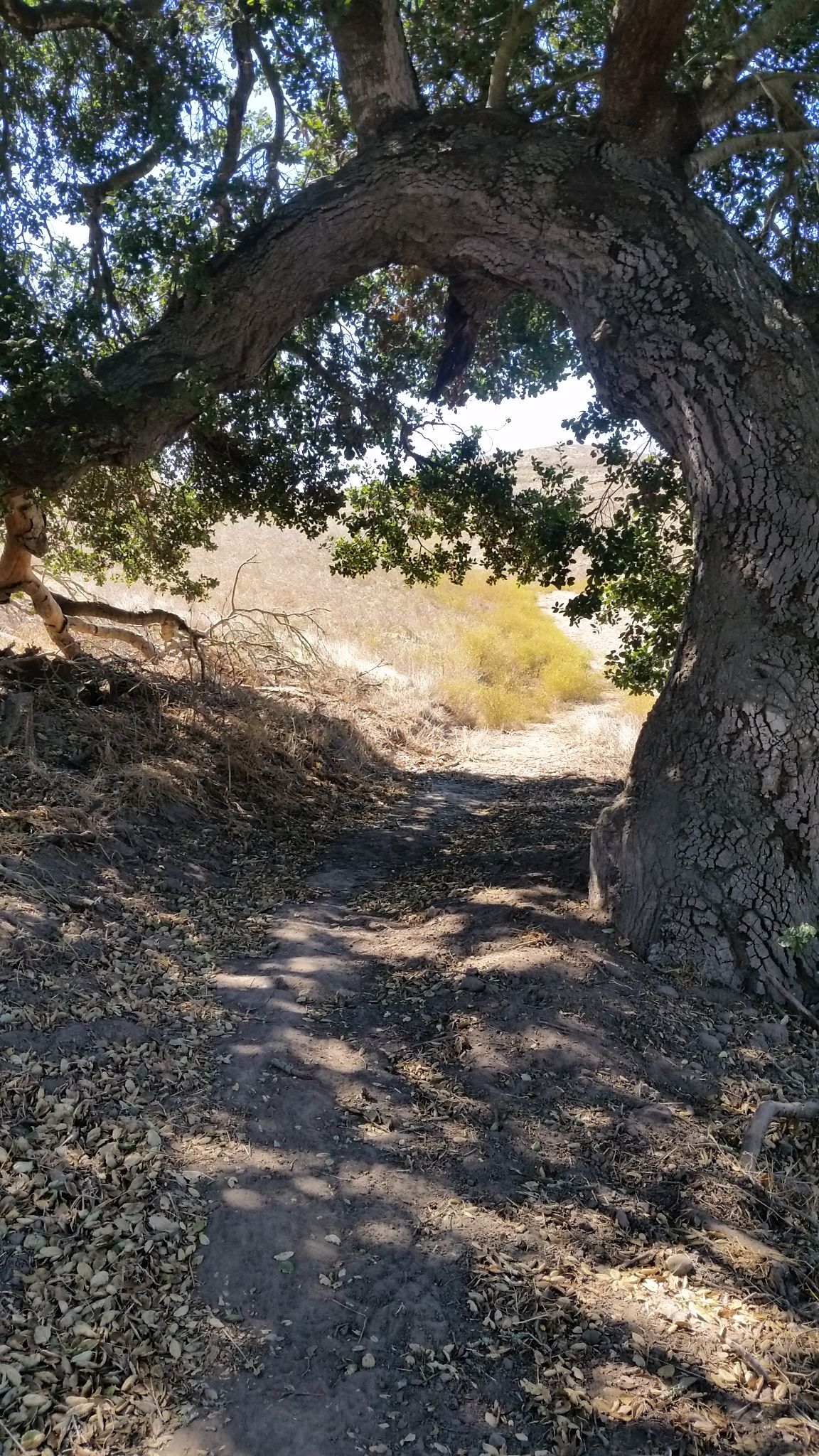 Top Basin Trail to Ridgetop Trail