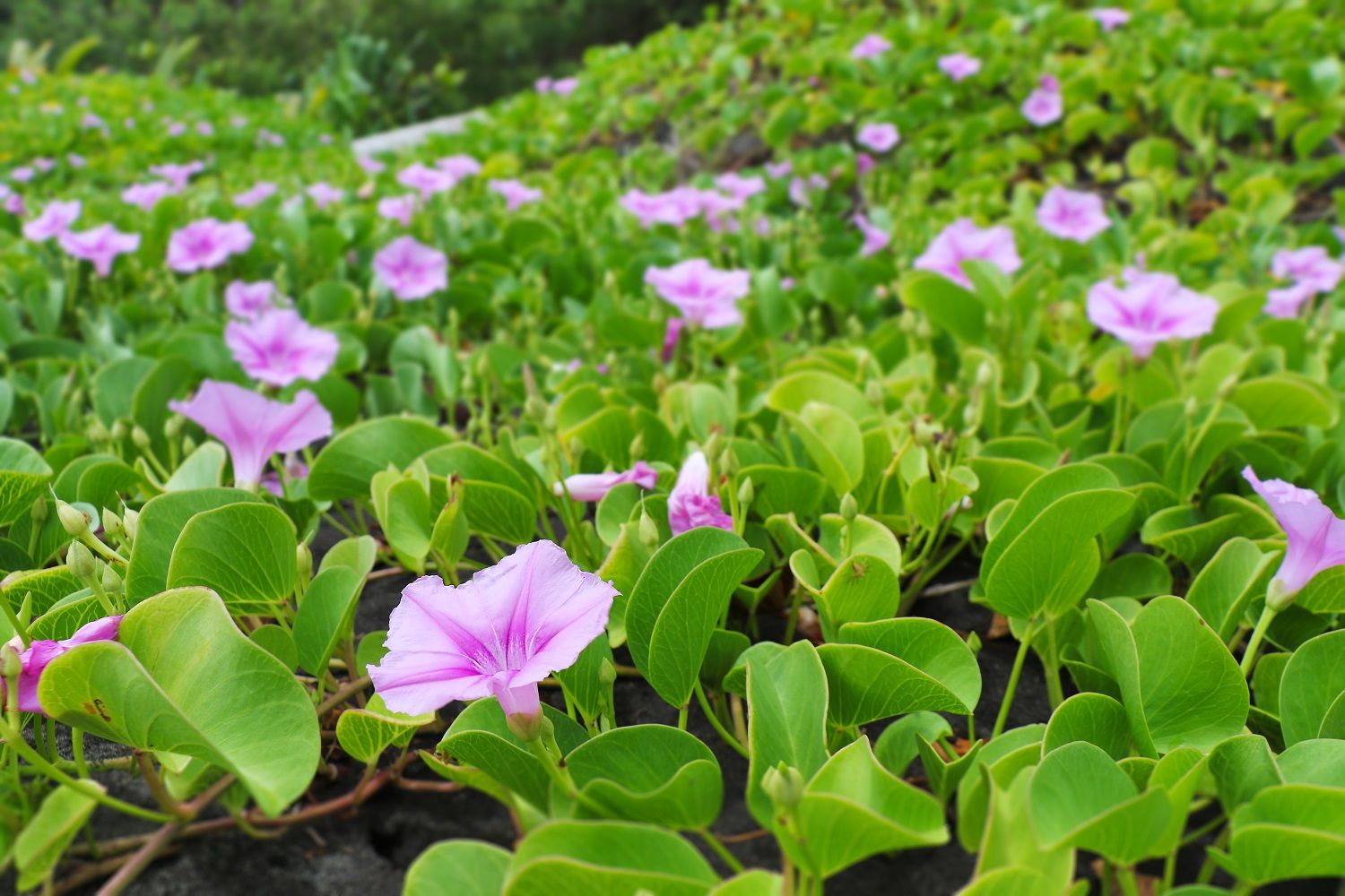 Pōhuehue (Ipomoea pes-caprae) blooms, carpeting the sand dunes in Pololū Valley