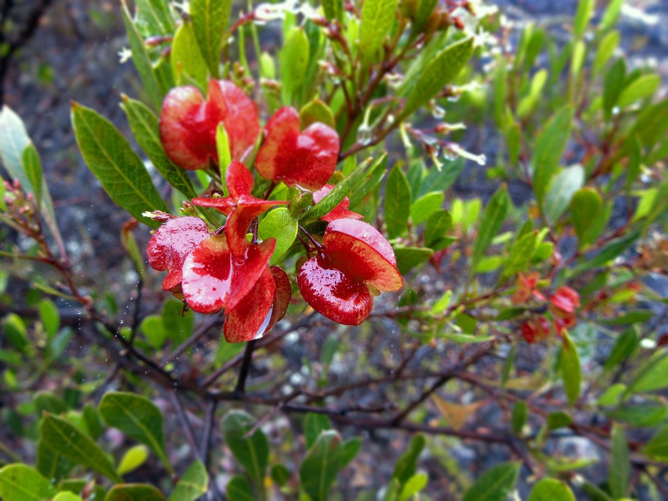 Red ʻaʻaliʻi (Dodonaea viscosa) seed capsules are common along the trail.