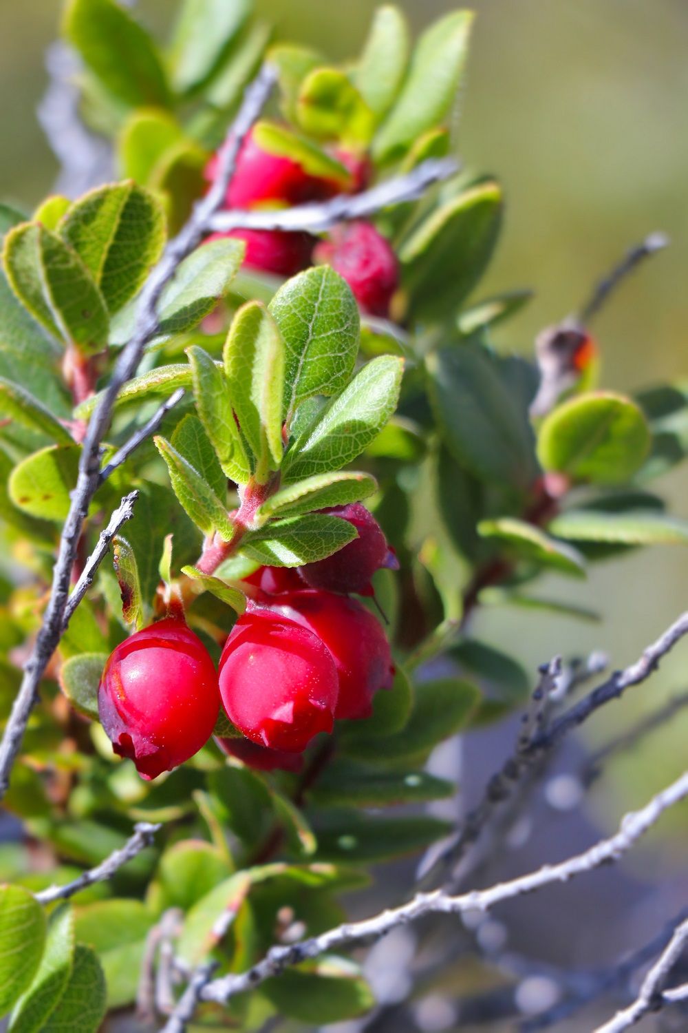 The native ʻōhelo ʻai (Vaccinium reticulatum) provides juice red fruit--a favorite of the nēnē goose.