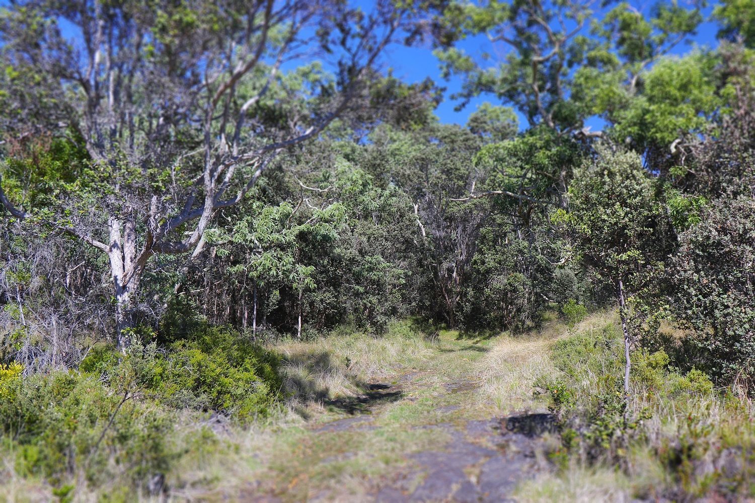 The native forests are home to some of the rarest birds on earth.