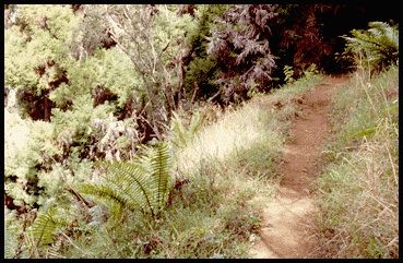 Scenery along the Plum Trail.