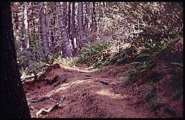 Dense forest along Polipoli Trail