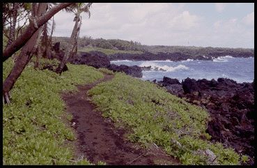 Ocean view along Ke Ala Loa O Maui / Piilani Trail