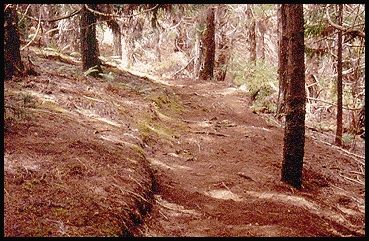 Redwood and conifer tree forest