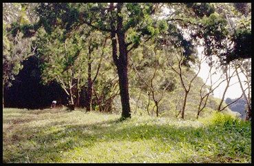 View along Waikamoi Trail