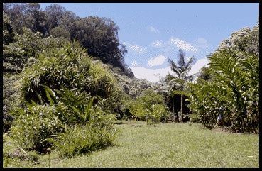 Scenic view along Keanae Arboretum Walk