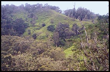 Open Views from Kaunala Trail