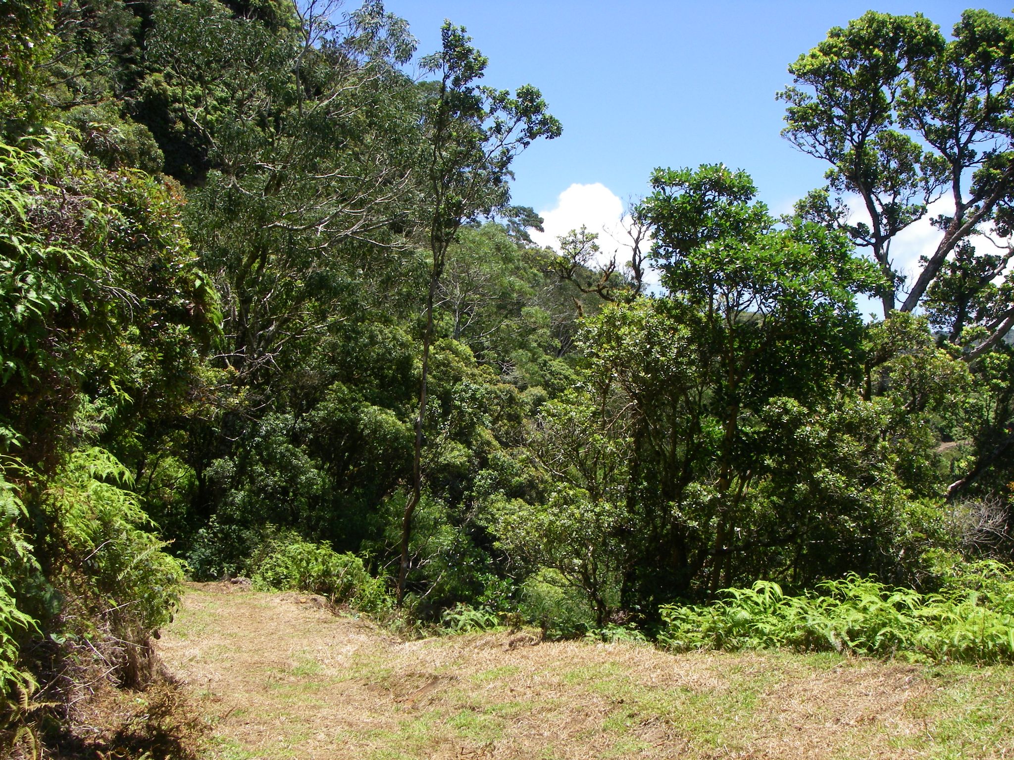 Poamoho Trail close up