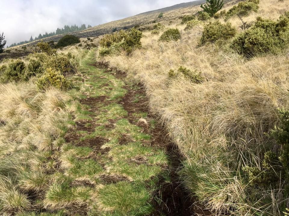 Upper Waiohuli Trail