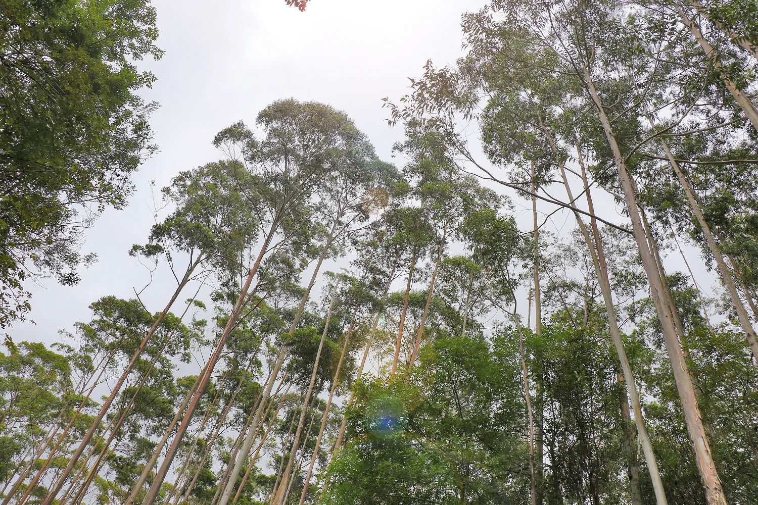 Large timber trees, like eucalyptus, were planted in the 1950s-1960s.