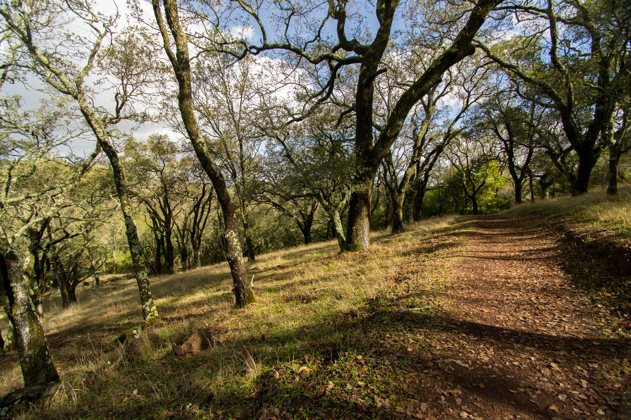 Mayfair Ranch Trail