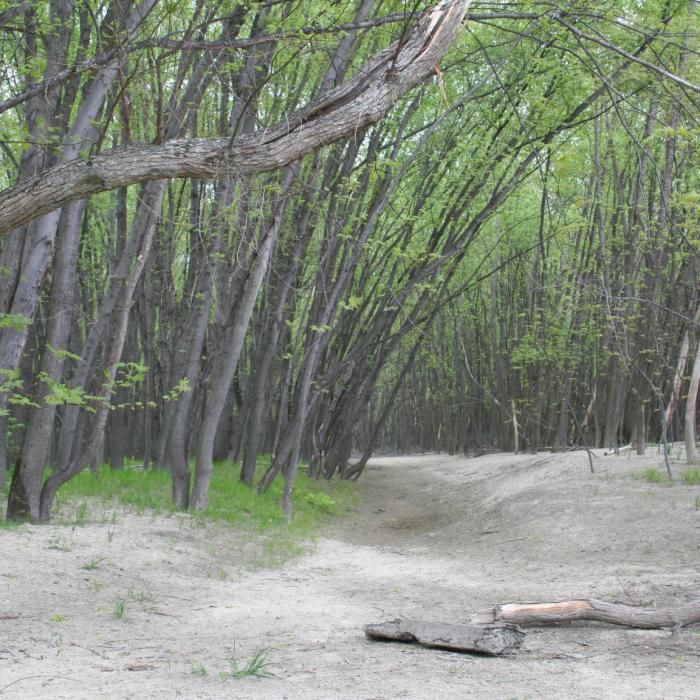 The trail at the floodplain is well-used and well-loved. and winds through some sandy areas like this one.
