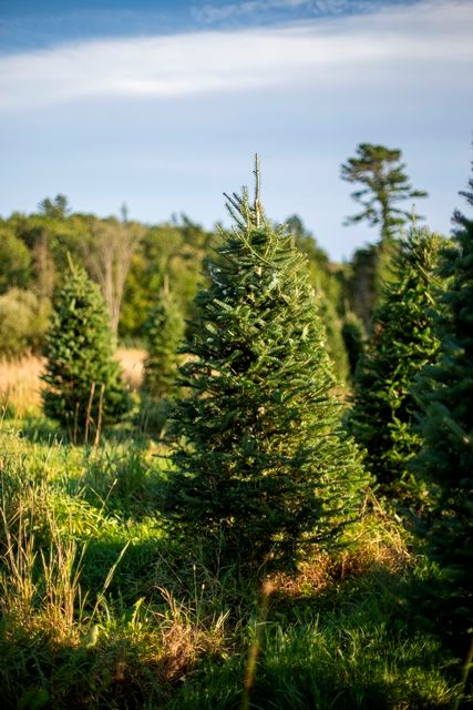 Christmas trees have been the crop at The Rocks for several decades.