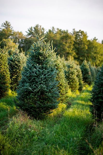 Christmas trees are sheared in the summer to keep their shape.