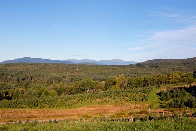 A view of the fields of Christmas trees growing at The Rocks with the White Mountains rising beyond.