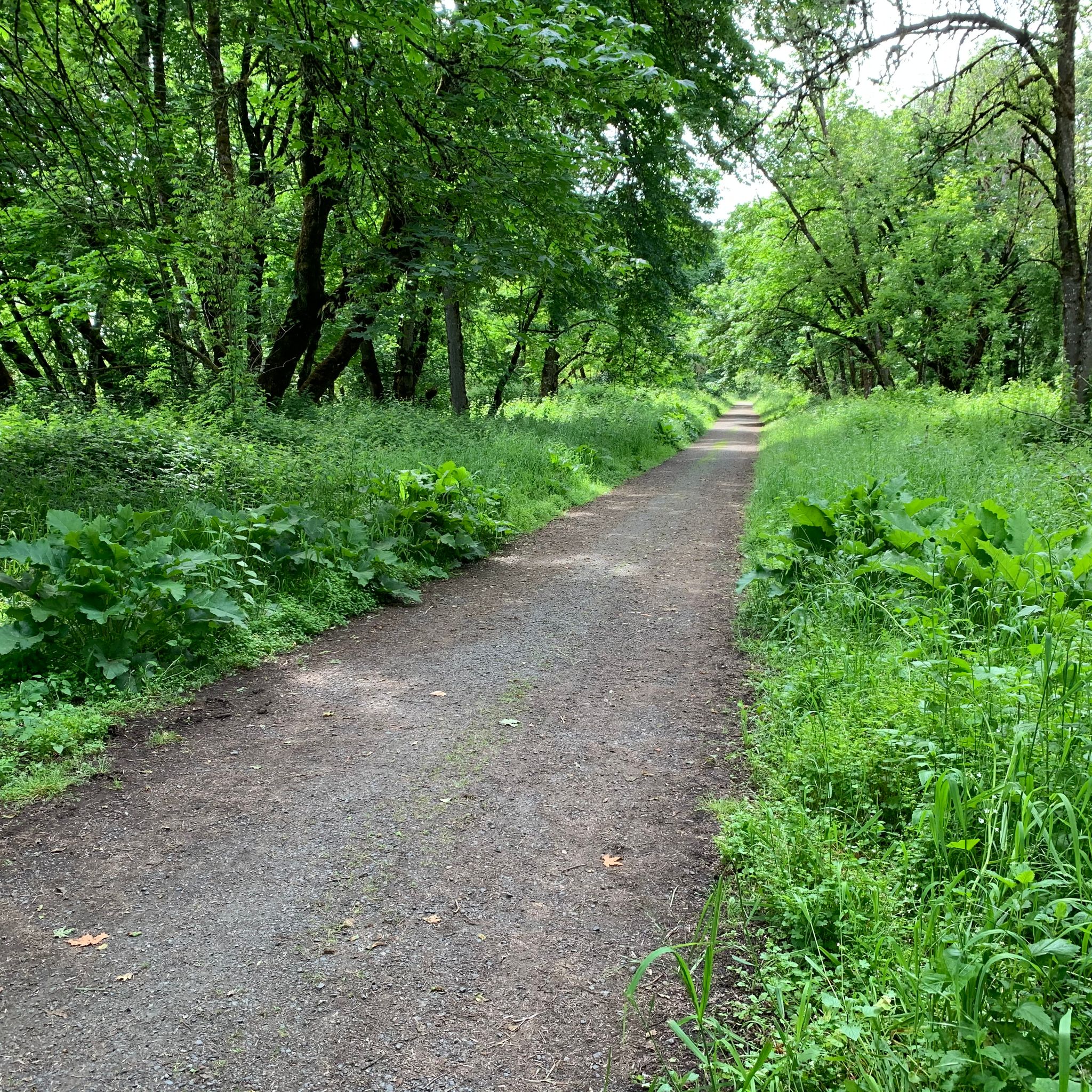 Trail 8 on Frank Parrish Road