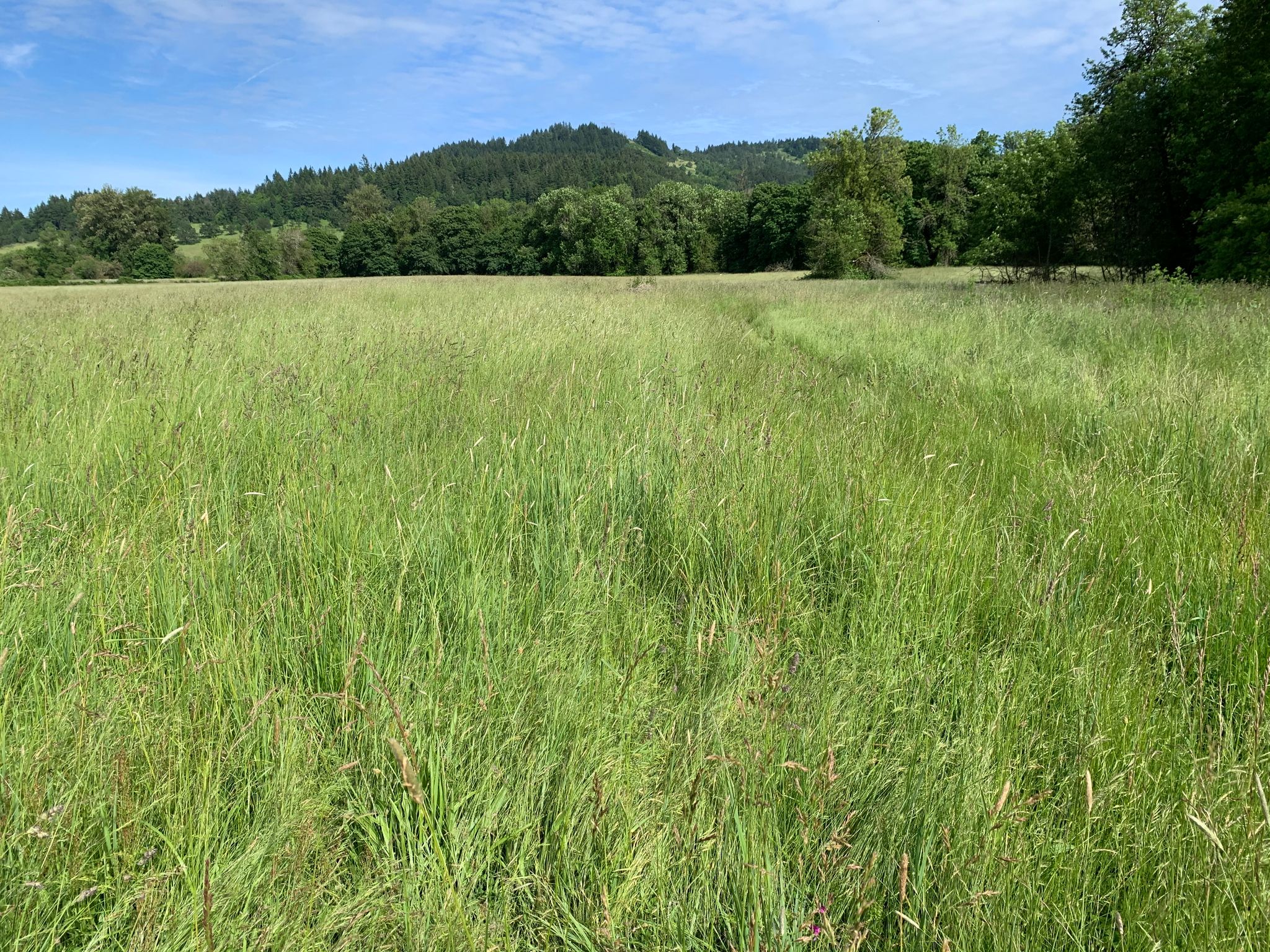 Thompson Meadow Looking East Towards the Northern Flanks of Mt. Pisgah