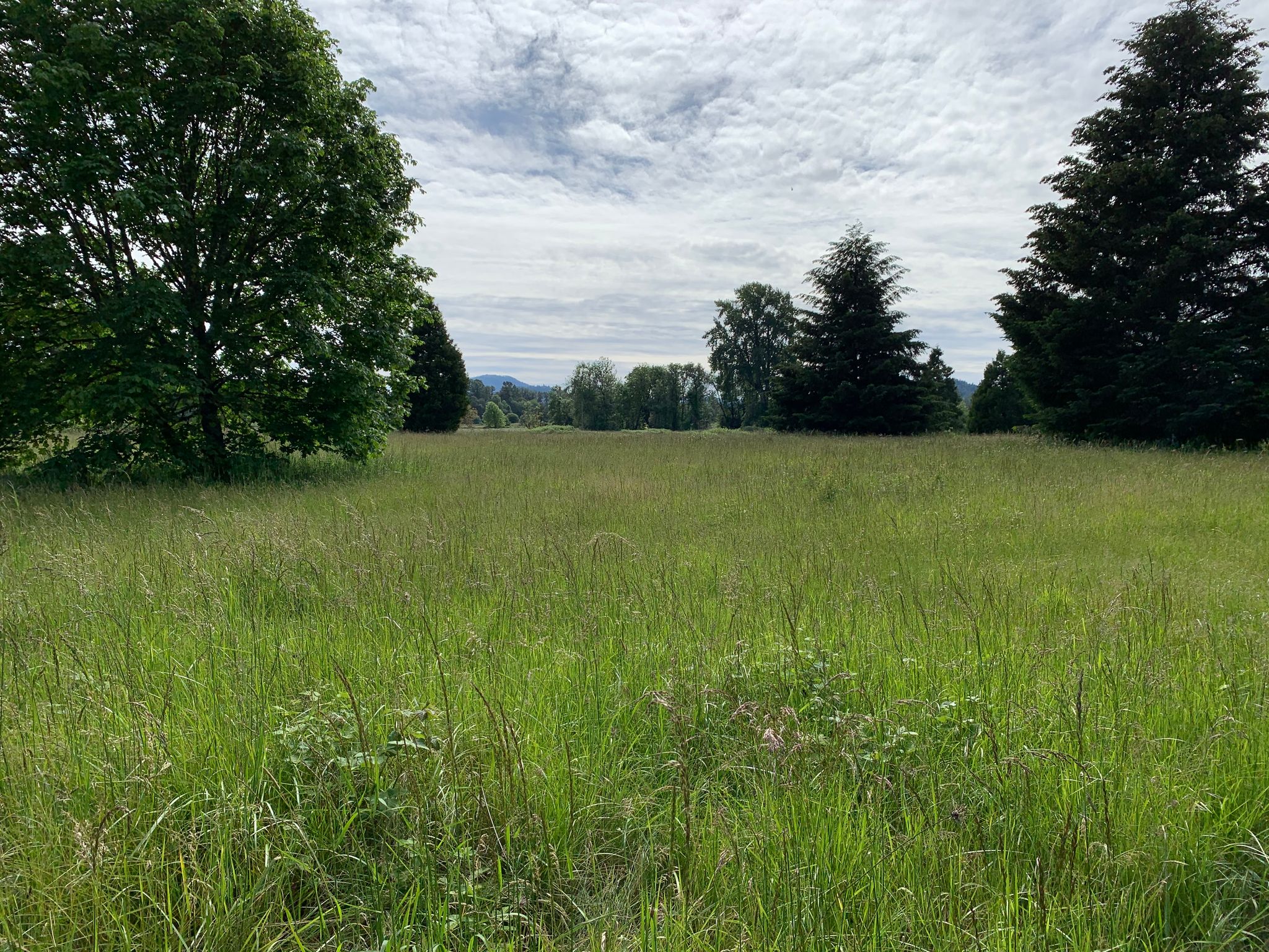 Seavey Orchard Meadow