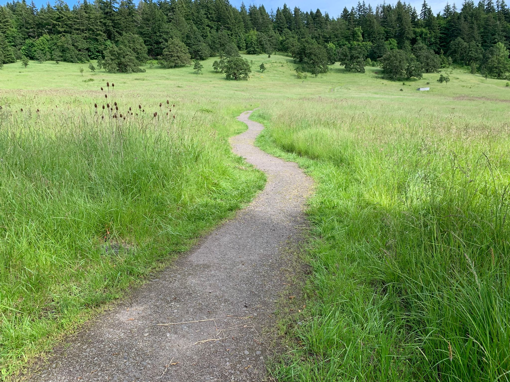 Trail 38 Looking up Spring Box Meadow