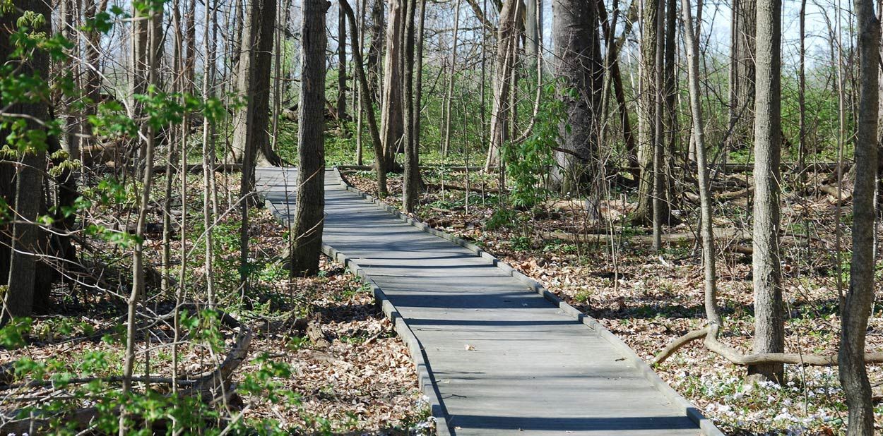 places-dull-woods-slider-boardwalk.jpg