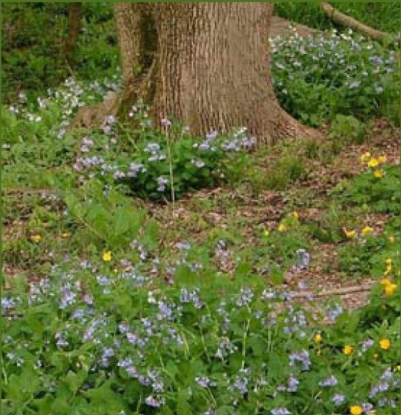 CX-wildflowers.jpg