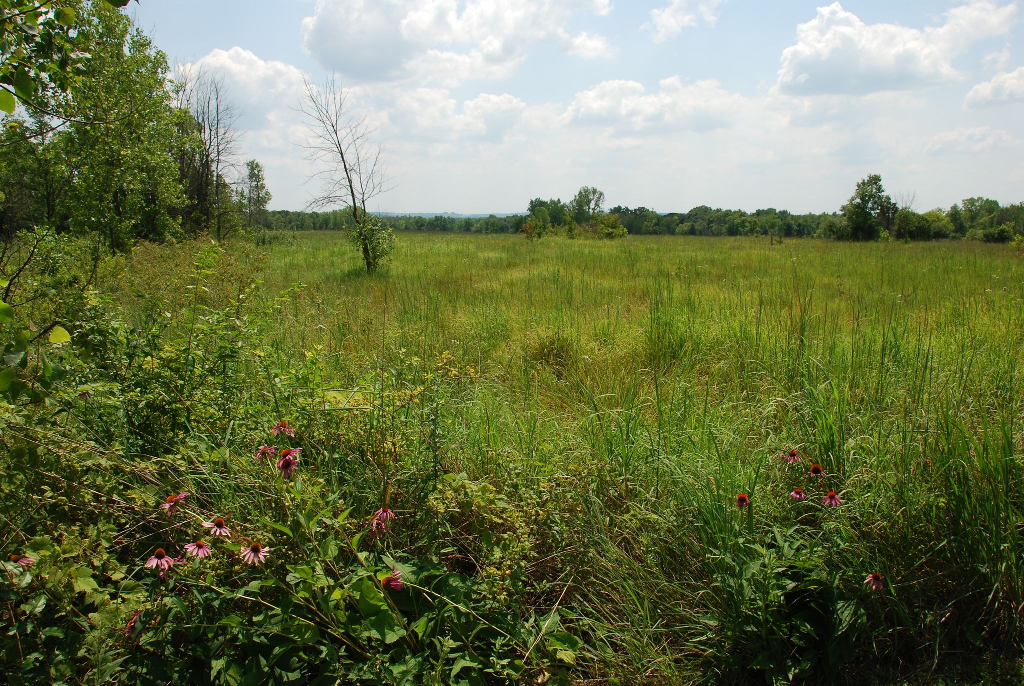 possum-creek-prairie.JPG