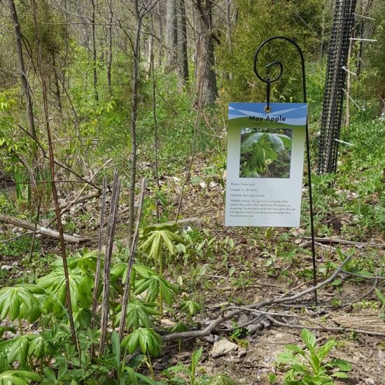 wildflower-trail.jpg