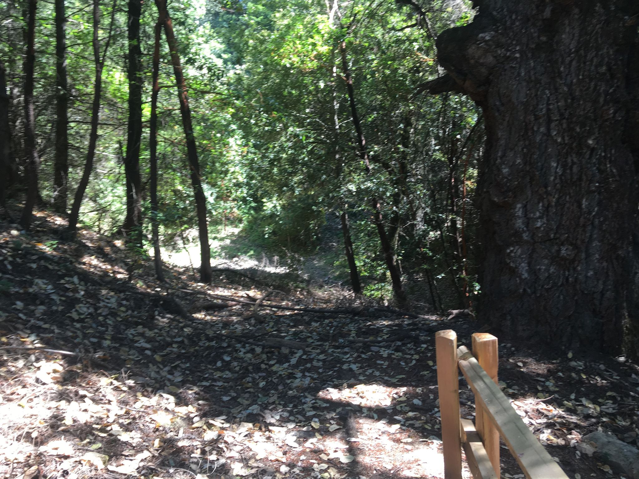 20190726_lChavez_IMG_4442_WaterfallTrailhead.jpeg