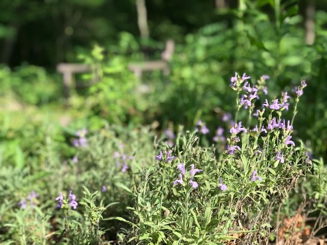 herb-garden.jpg