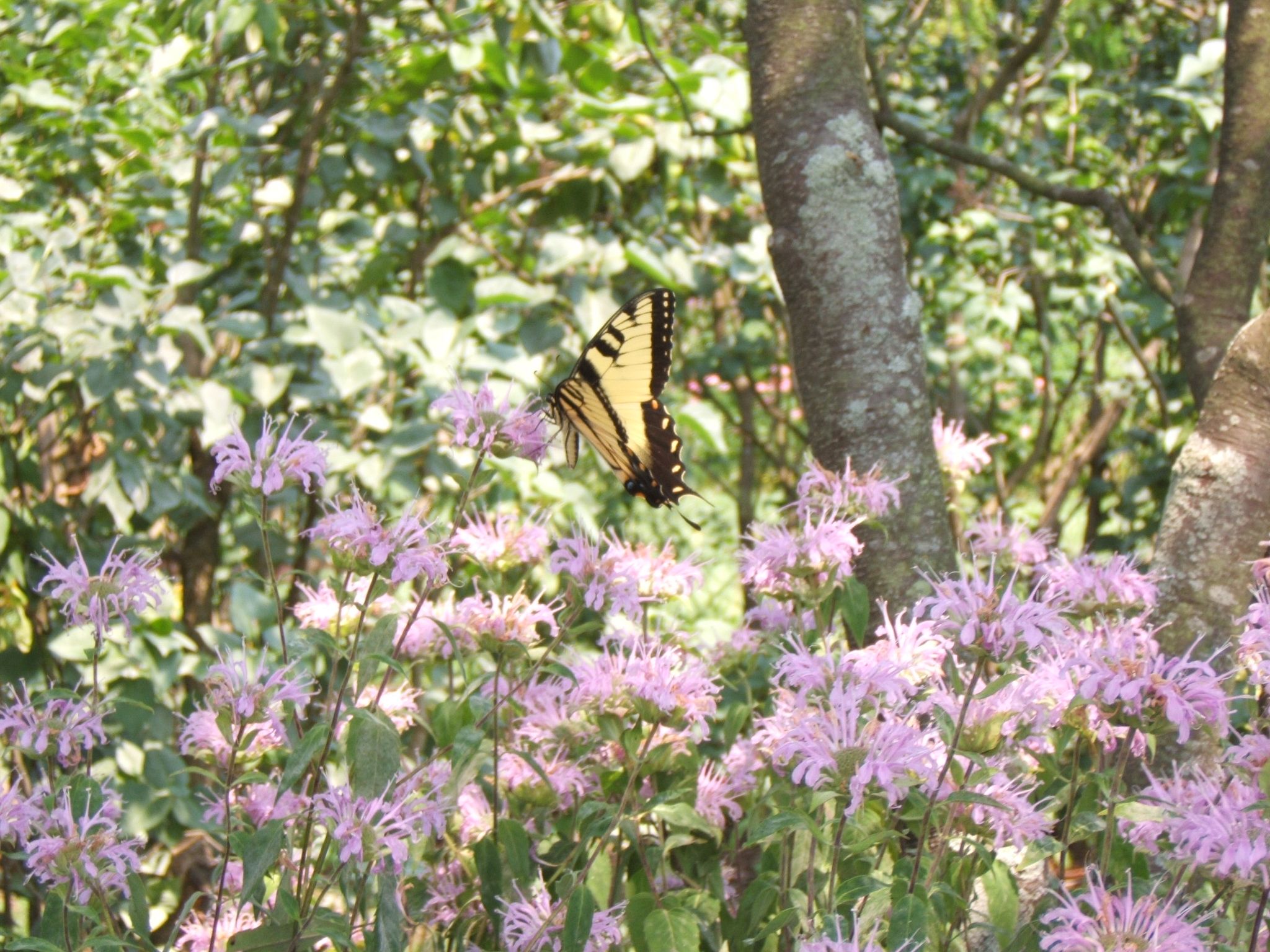 Bee_Balm_and_Swallowtail_Butterfly_7-7-10.JPG