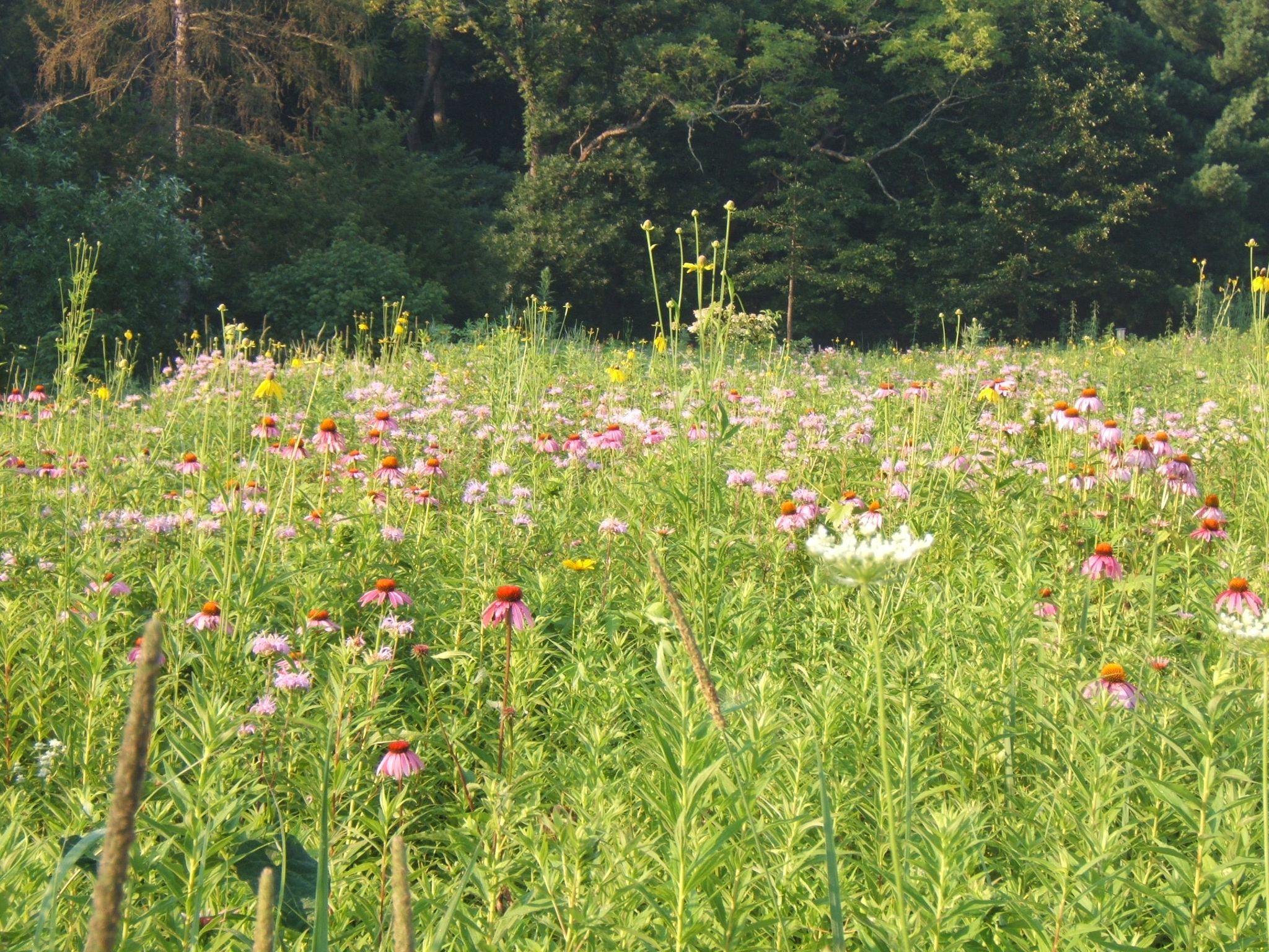 Prairie_in_bloom_2.JPG