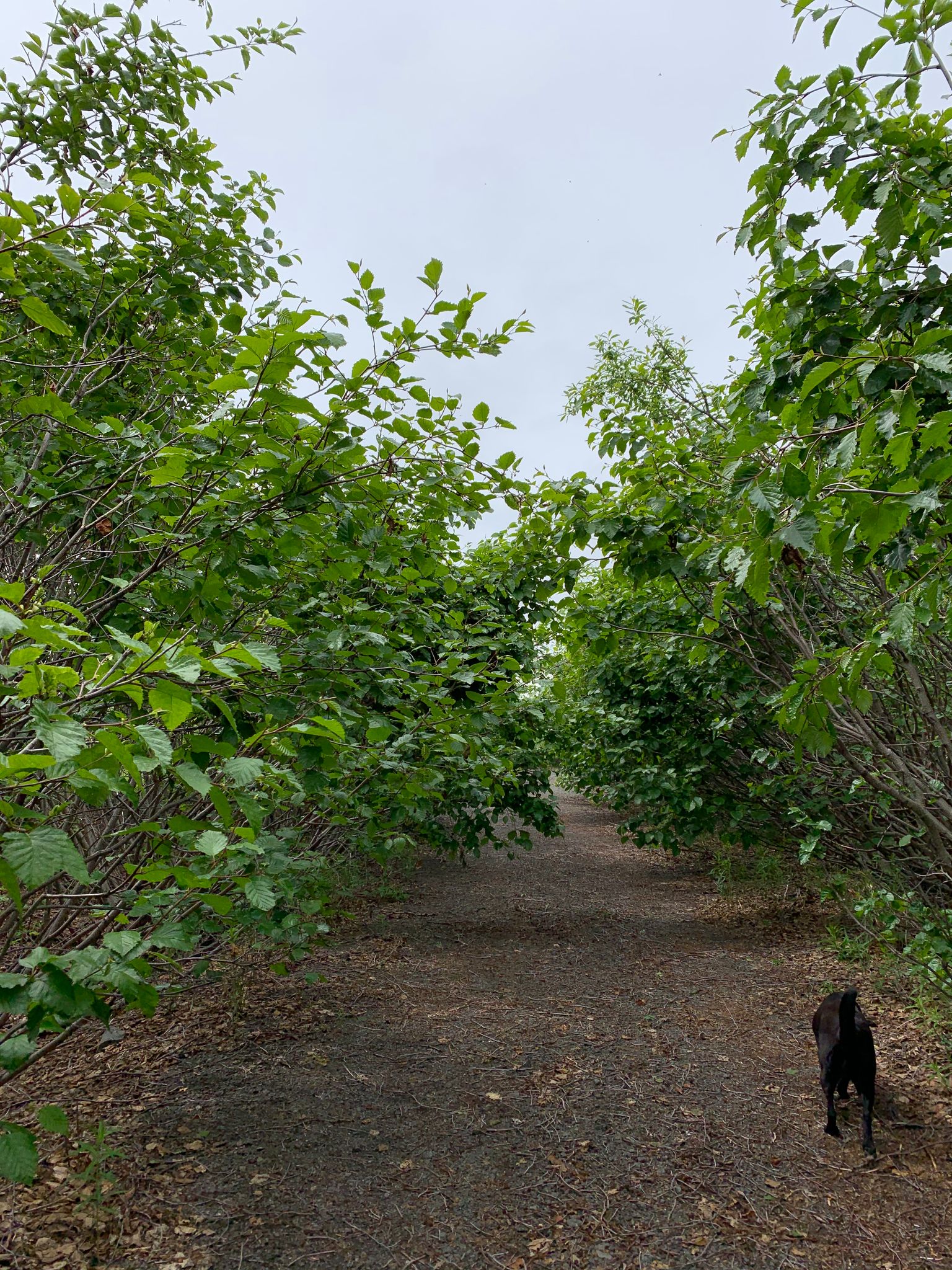 The start of the Nelchina River Trail