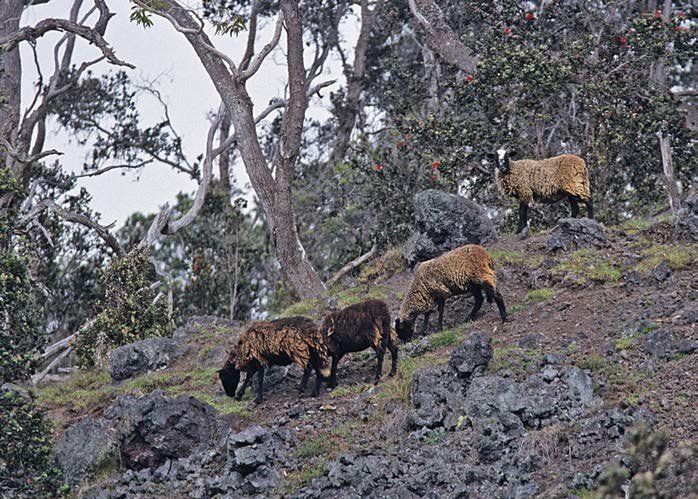 Feral-sheep-in-Hawaii-have-been-responsible-for-the-degradation-of-forest-environments.jpg