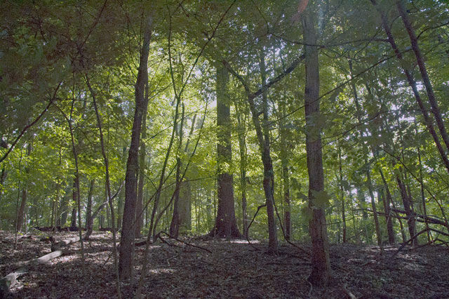 Old-growth forest at Latimer Woods in Bloomington, Indiana.