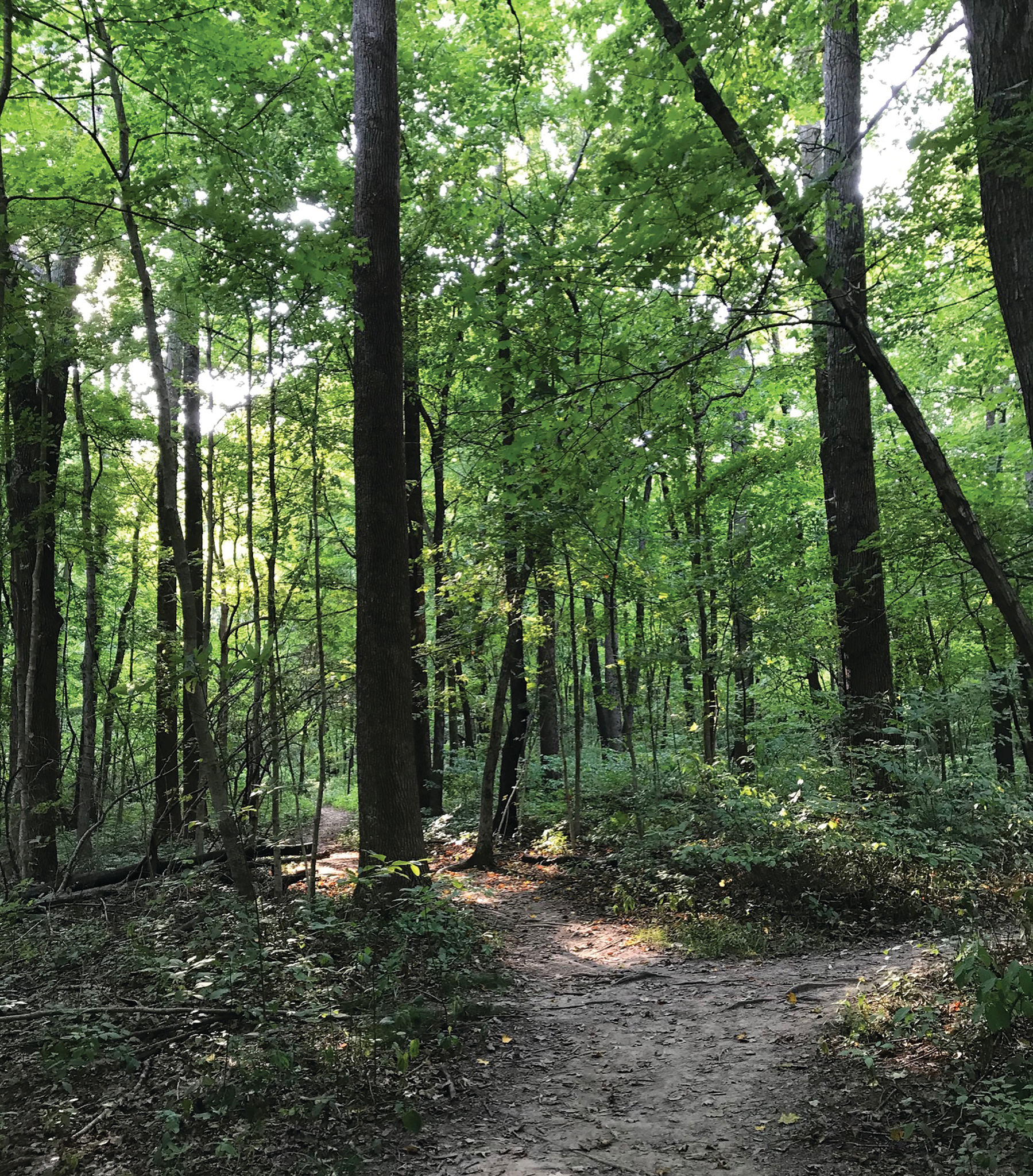 RCA Community Park trails in south woods