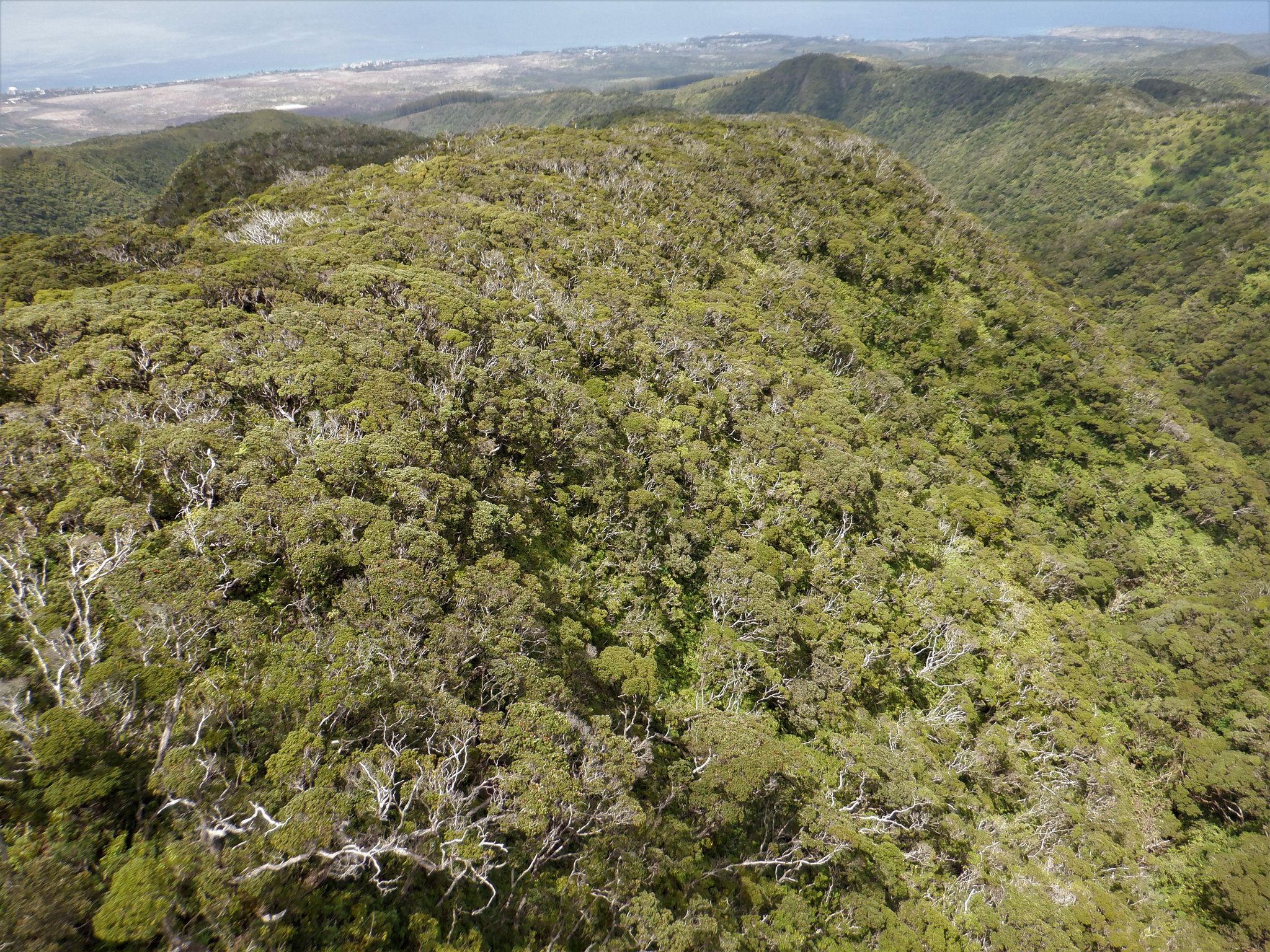 Koa trees in the Honokawai section of the West Maui NAR
