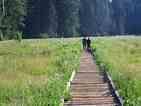 Meadow Boardwalk