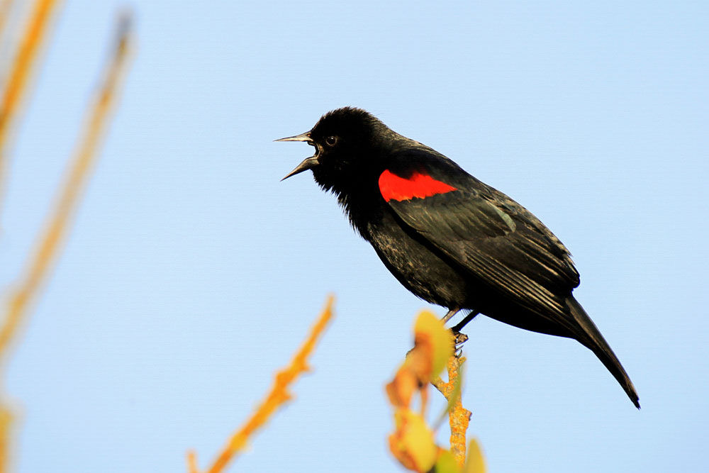 Male Red-winged Blackbird