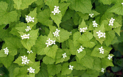 Invasive Plant: Garlic Mustard (Alliaria petiolata)