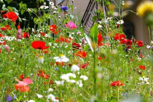 Wild flowers