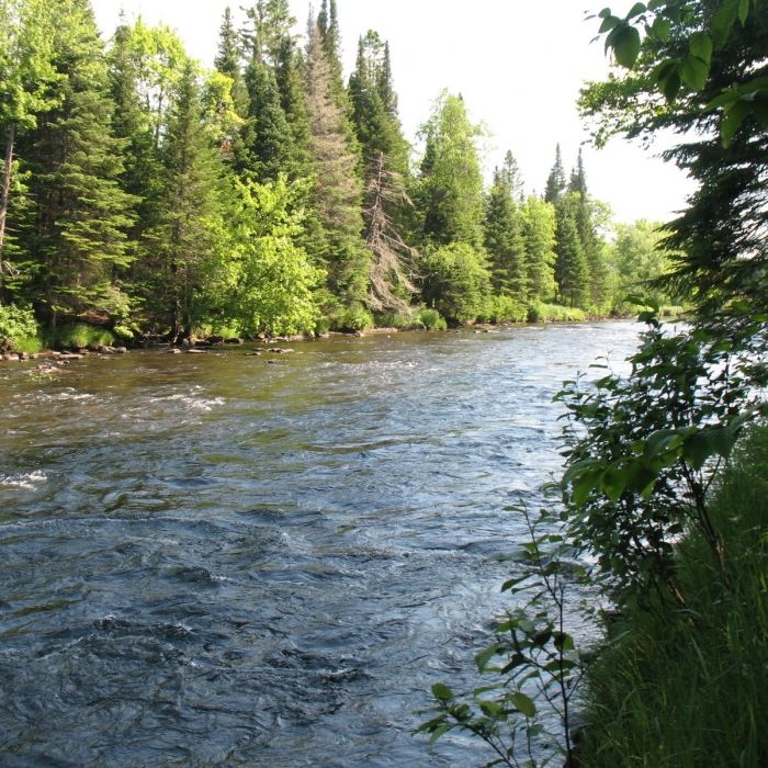 A river surrounded by forest.